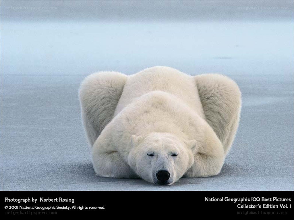 Polar bear resting on ice