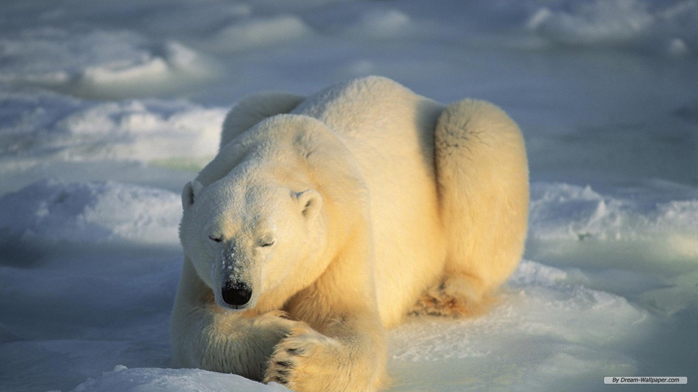 Polar bear resting on ice