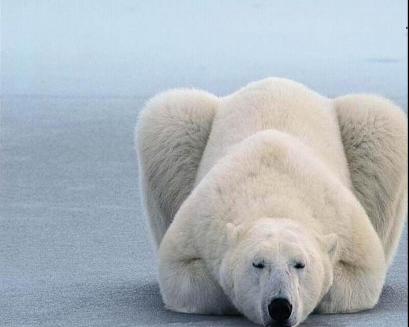 Polar bear resting on ice