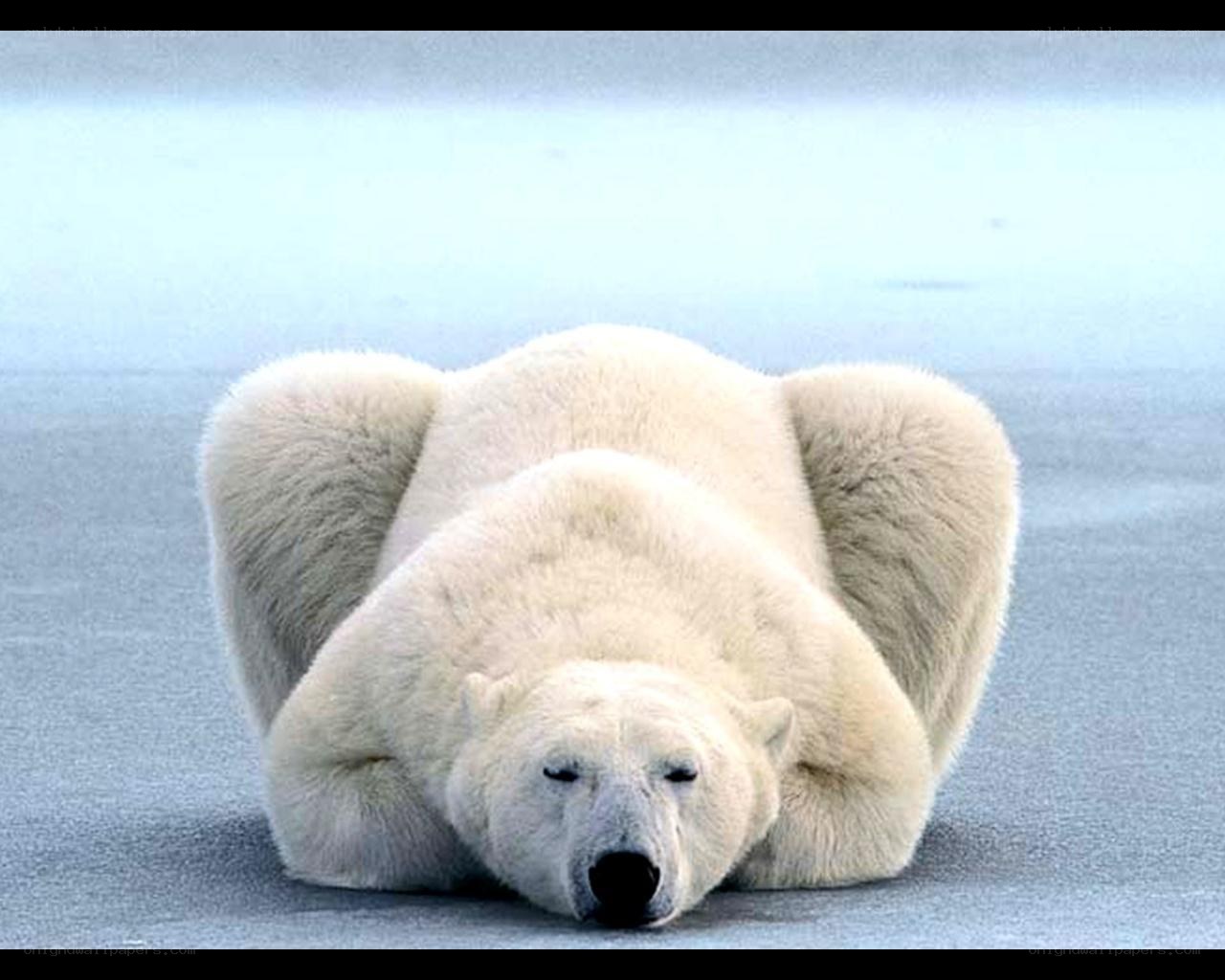 Polar bear resting on ice