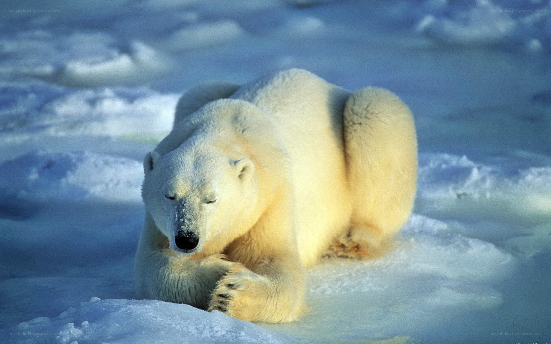 Polar bear resting on ice