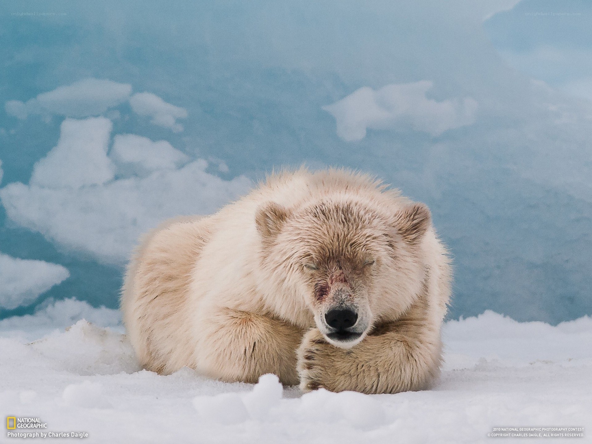 Polar bear resting on ice