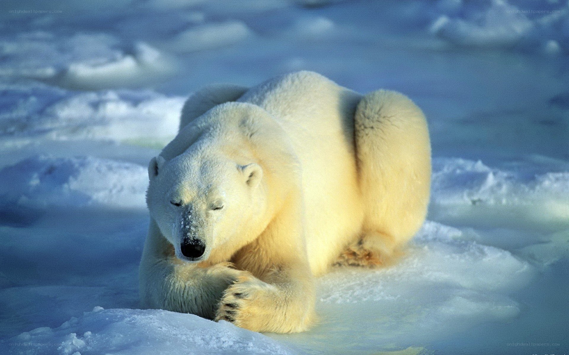 Polar bear resting on ice