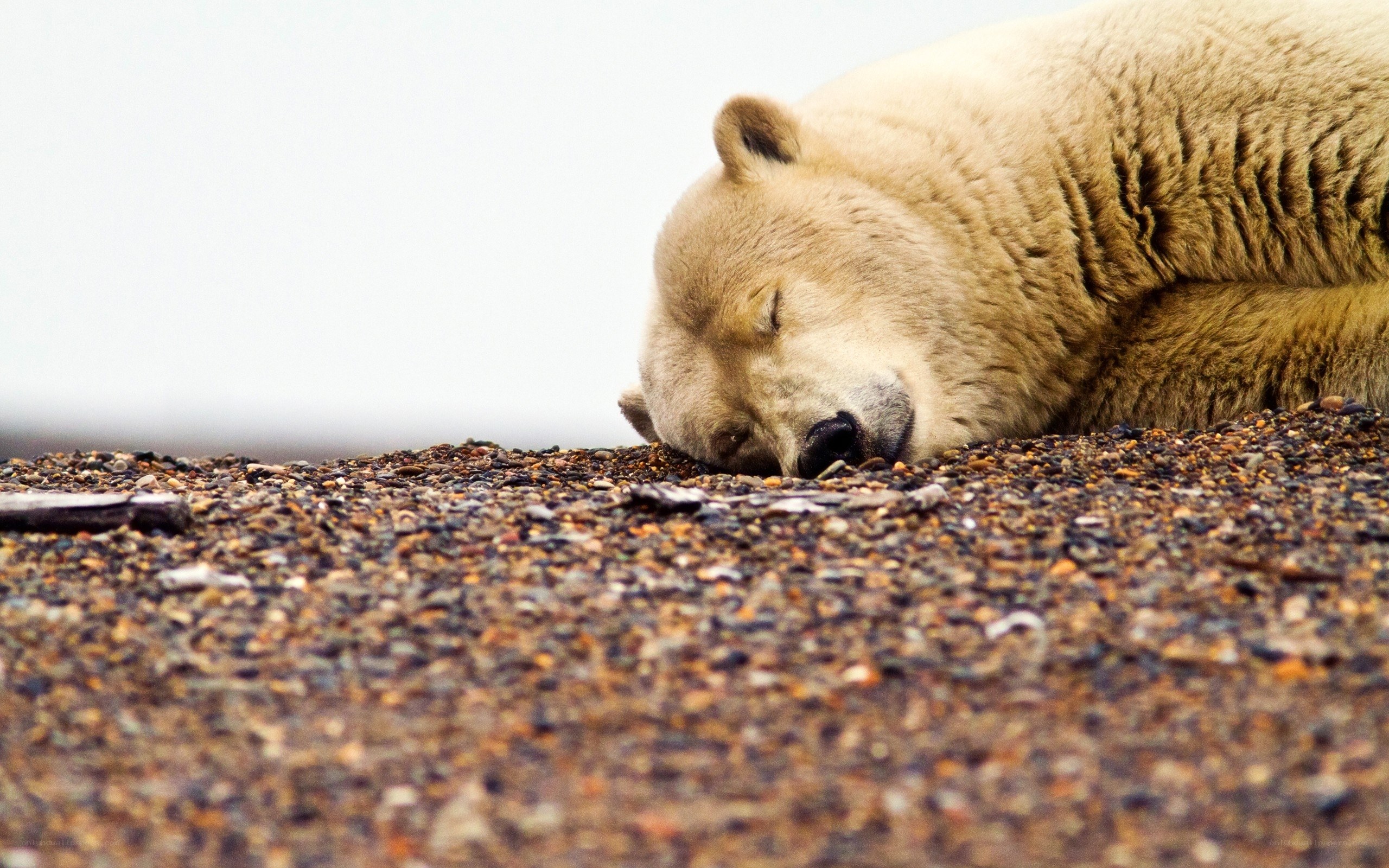 Polar bear resting on pebbles