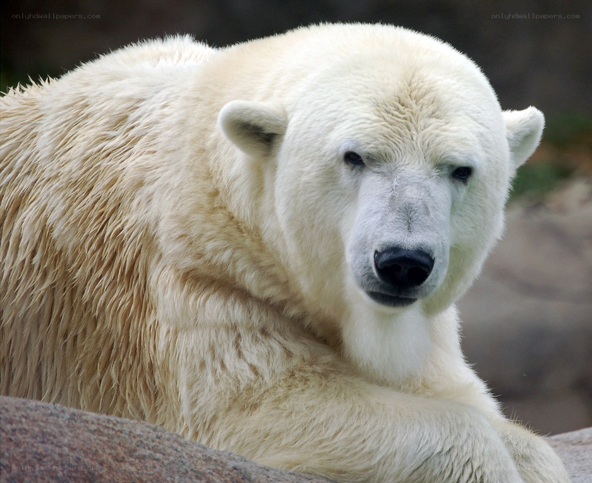 polar bear resting on rock