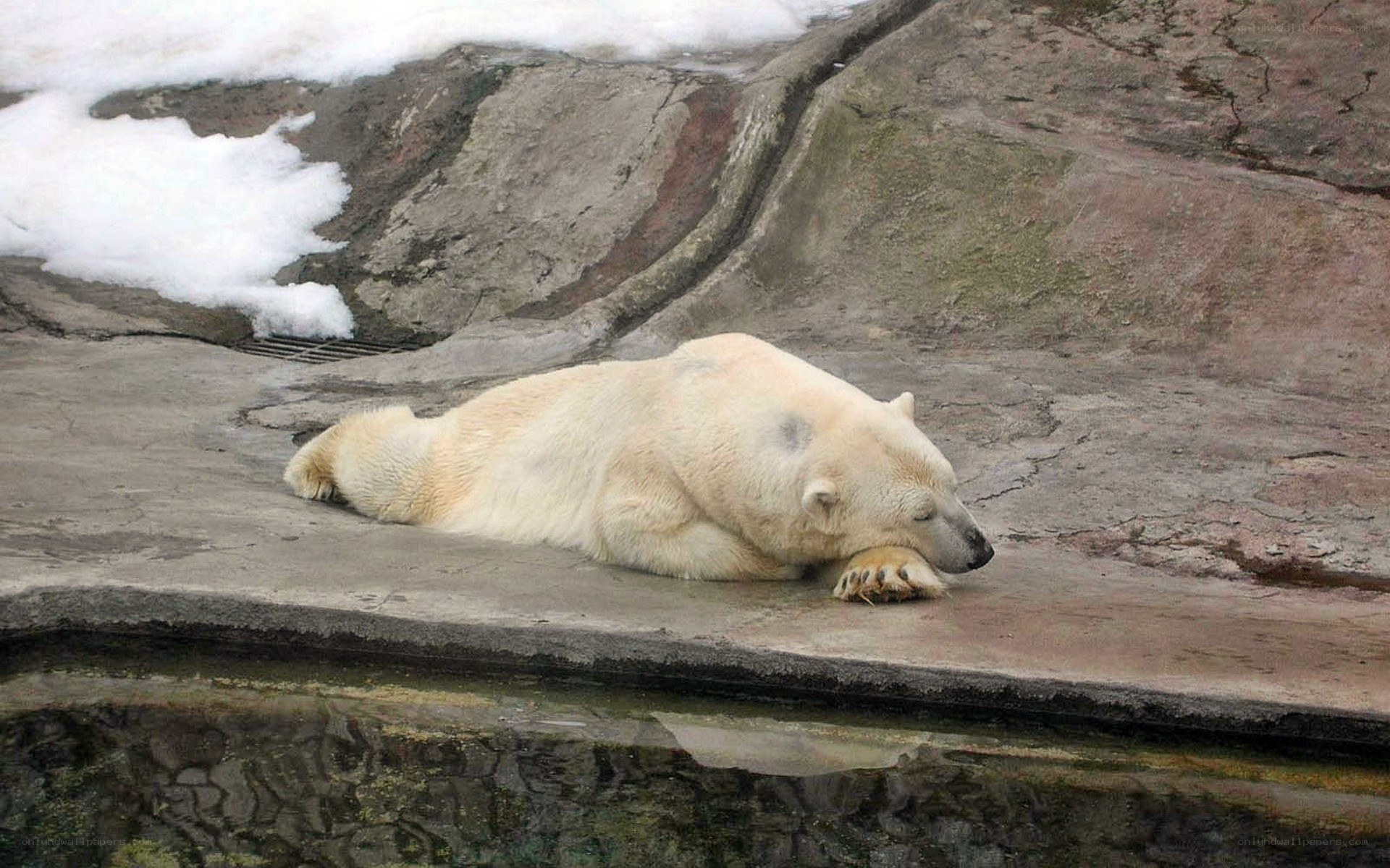Polar bear resting on rock