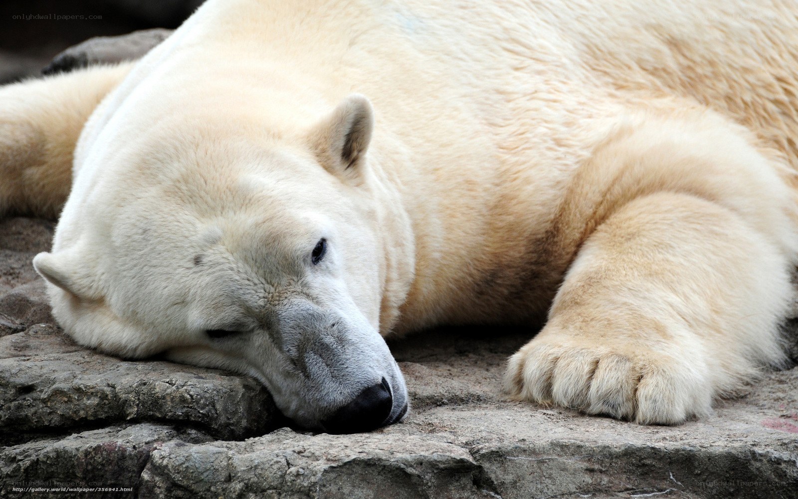 Polar bear resting on rock