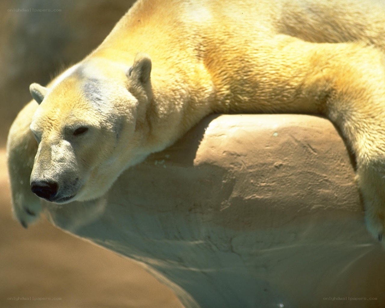 Polar bear resting on rock