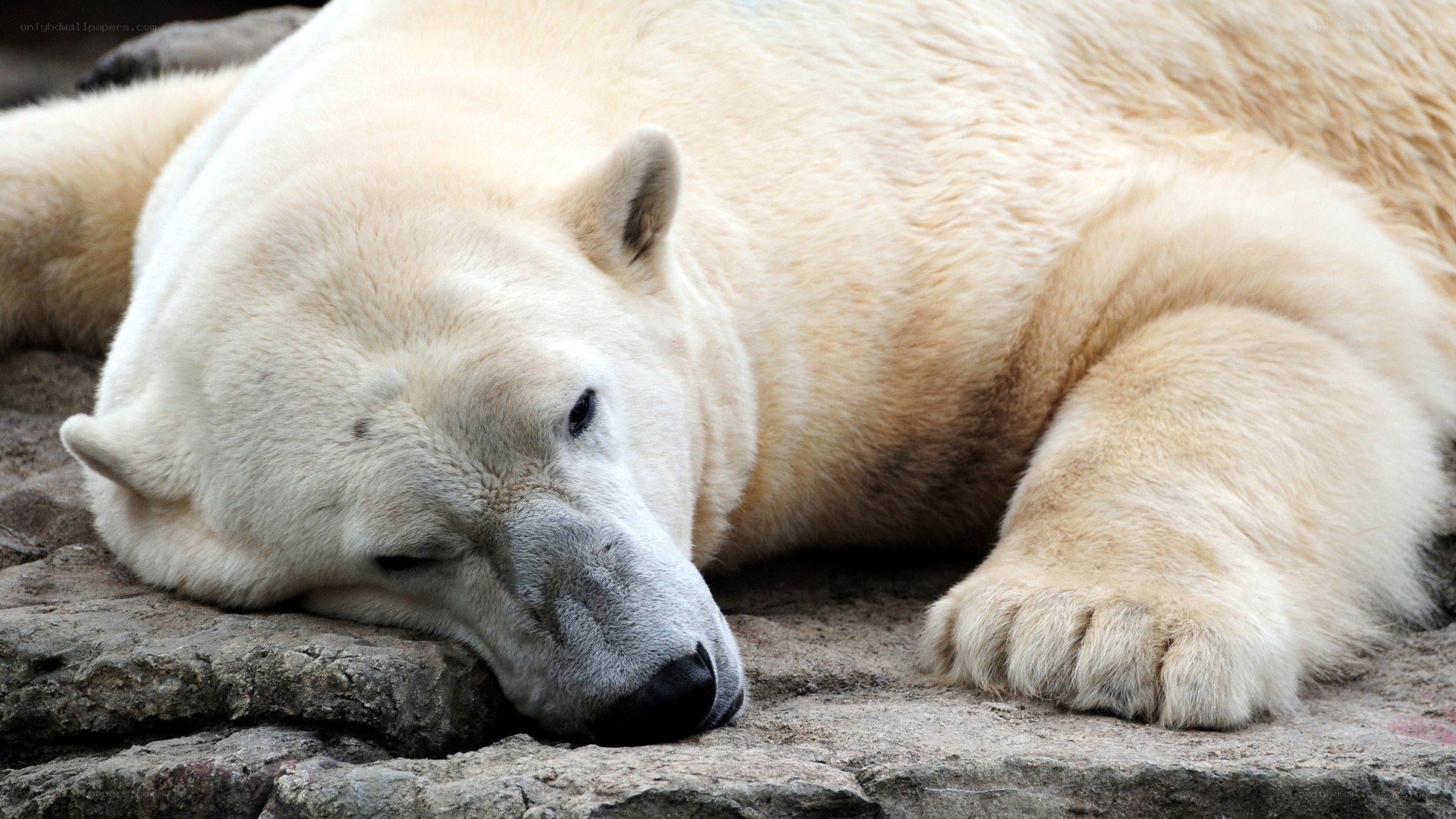 Polar bear resting on rock