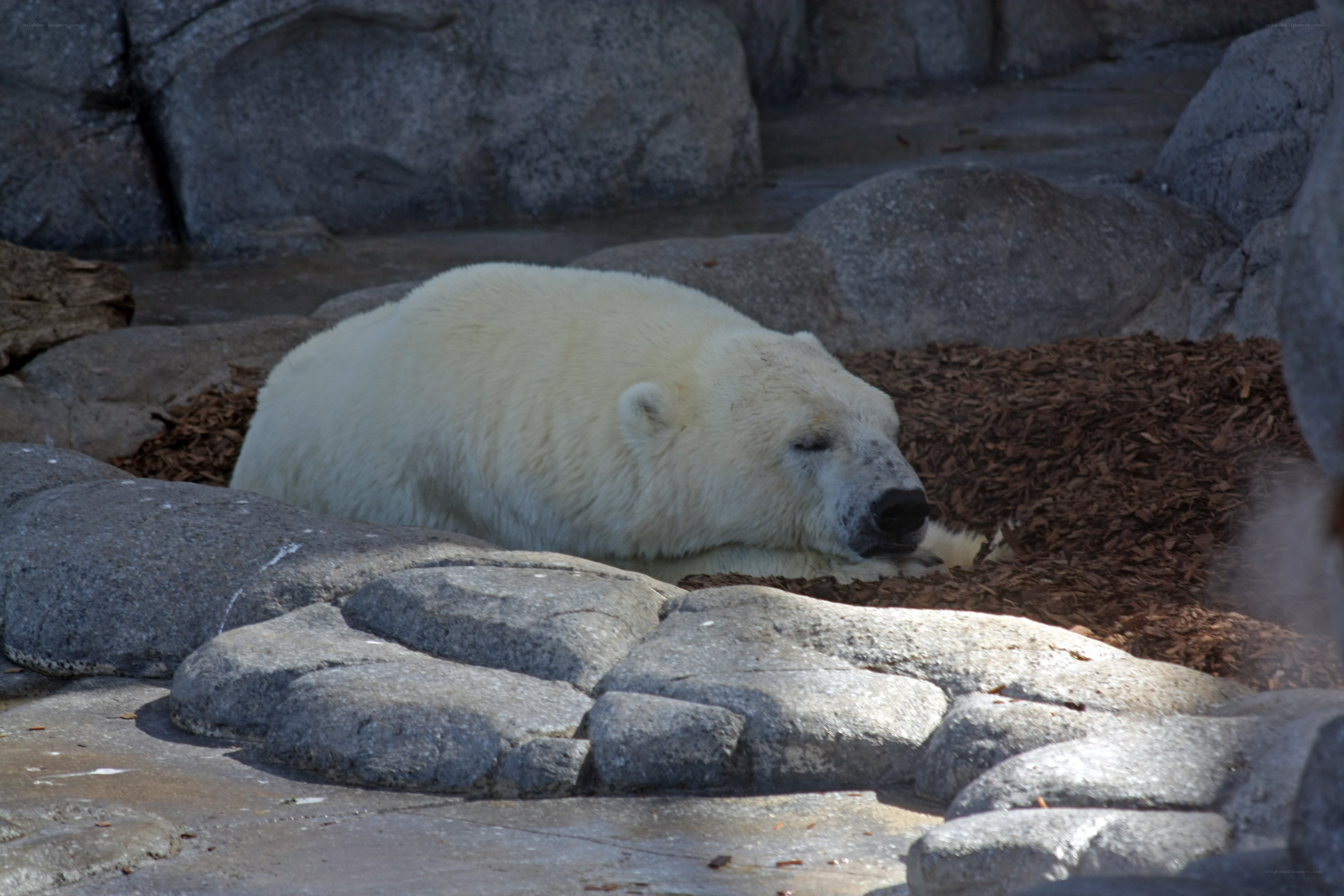Polar bear resting on rocks