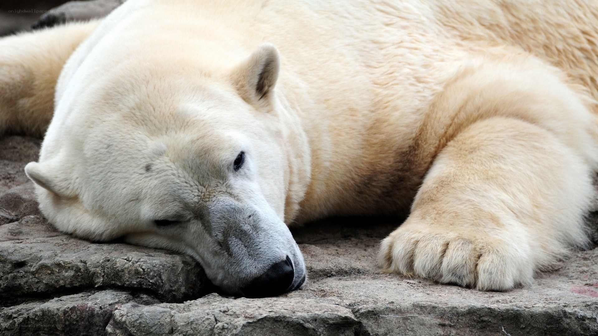 Polar bear resting on rocks