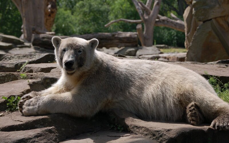 Polar bear resting on rocks