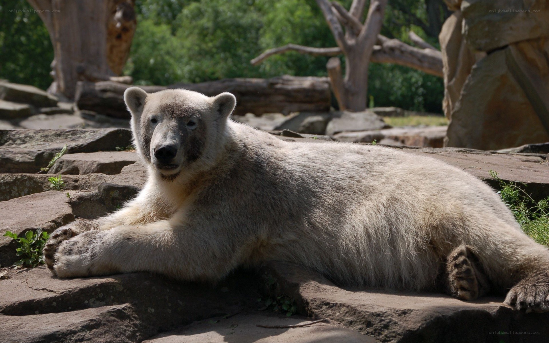 Polar bear resting on rocks