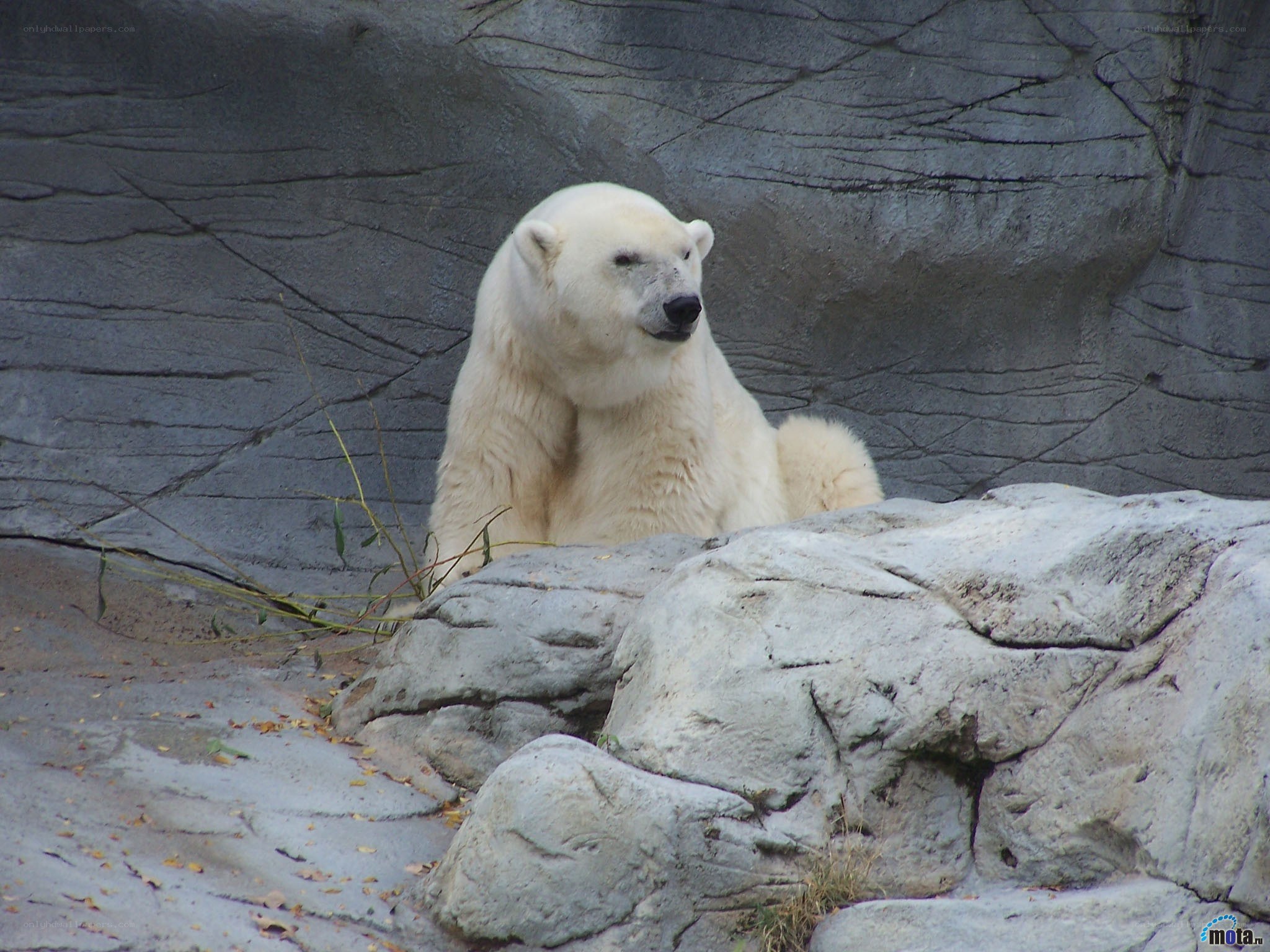 Polar bear resting on rocks
