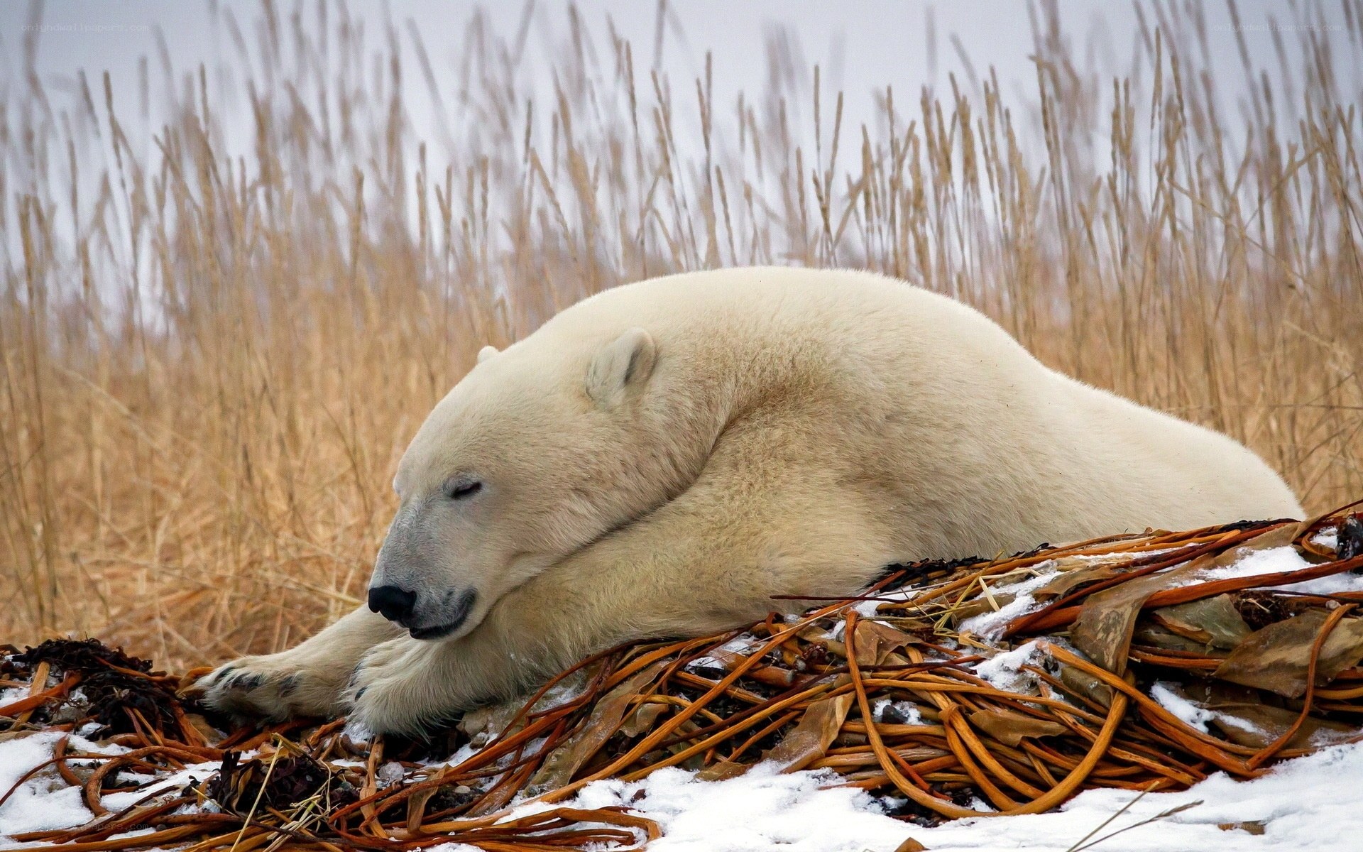 Polar bear resting on seaweed