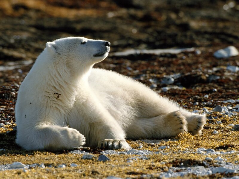 Polar bear resting on shore