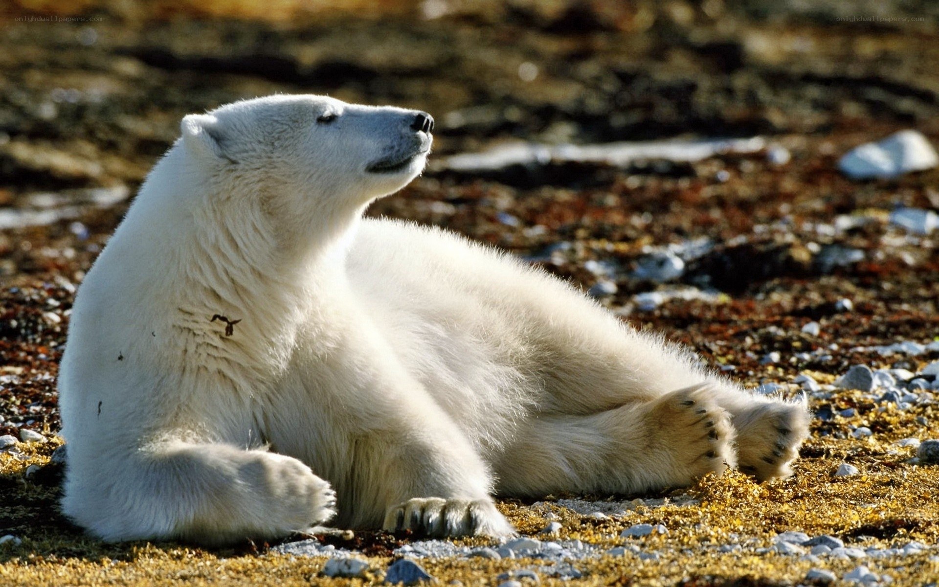 Polar bear resting on shore