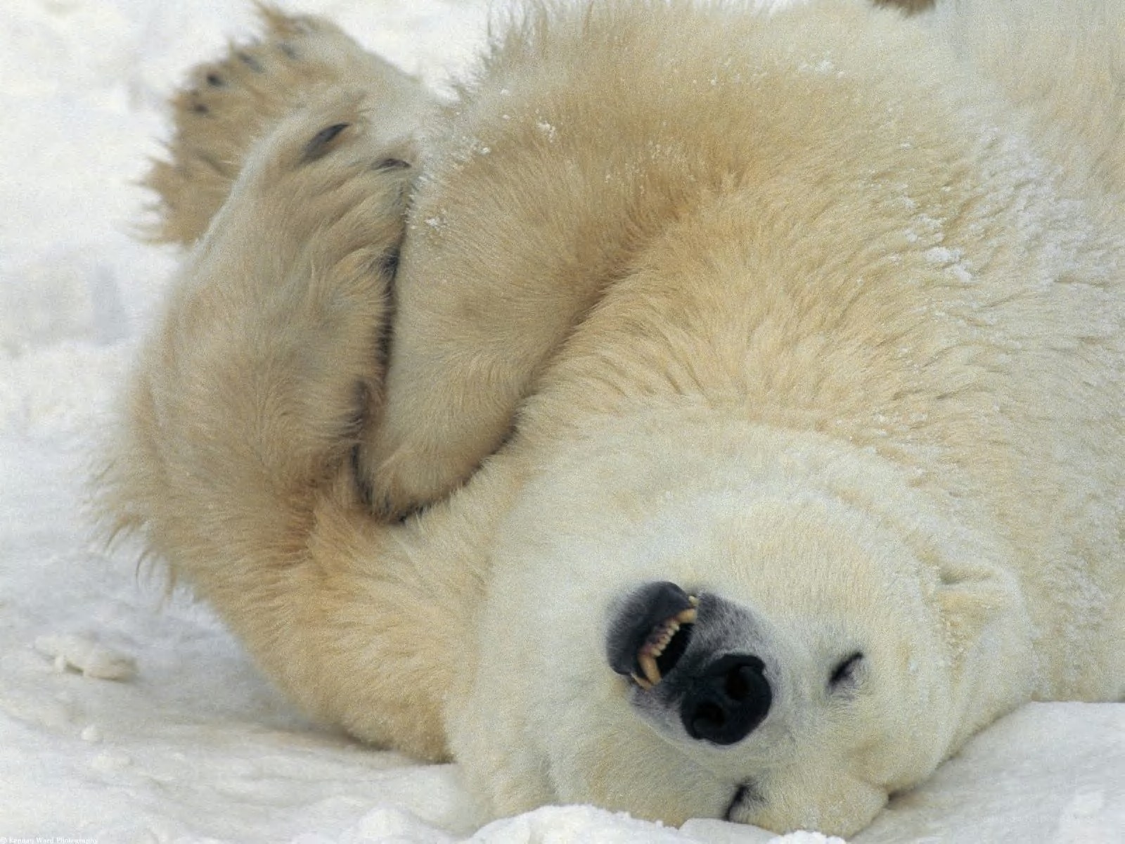 Polar bear resting on snow