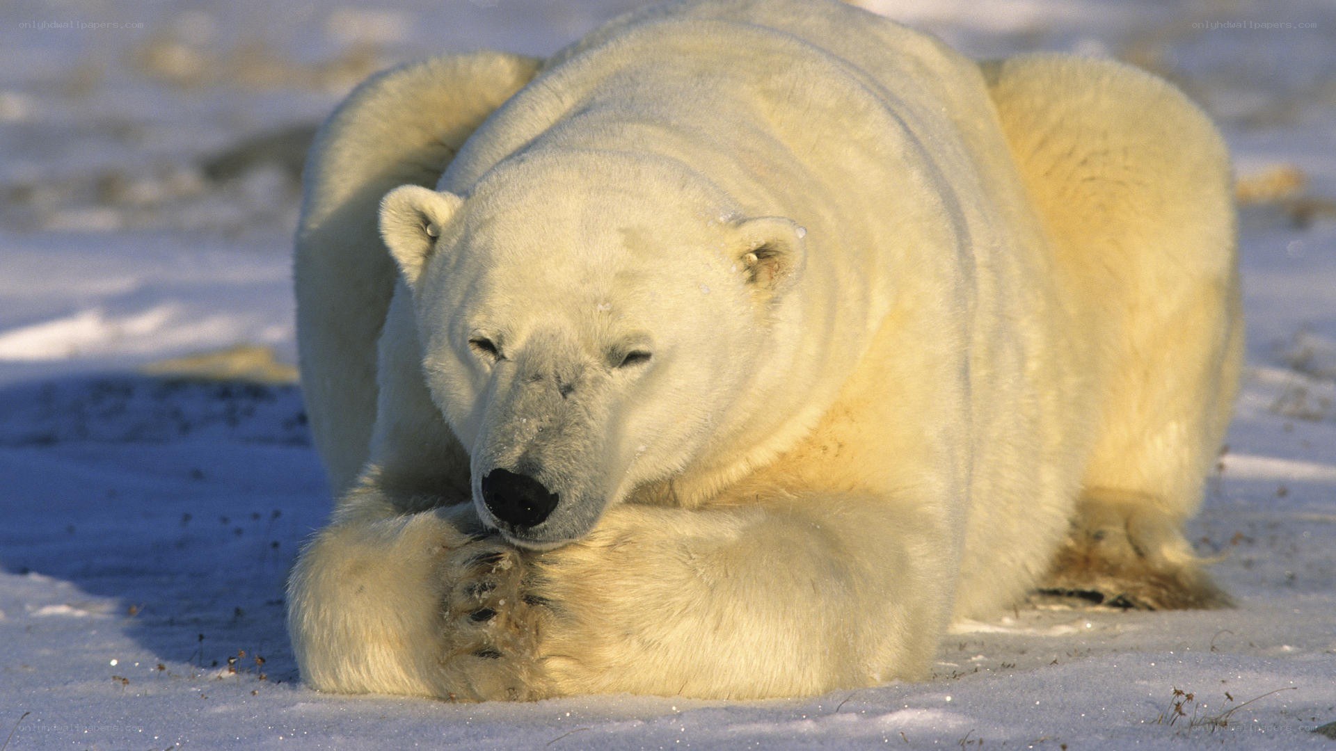 Polar bear resting on snow