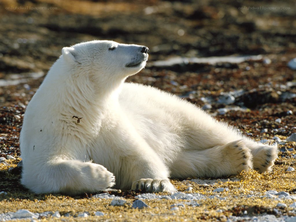 Polar bear resting on tundra