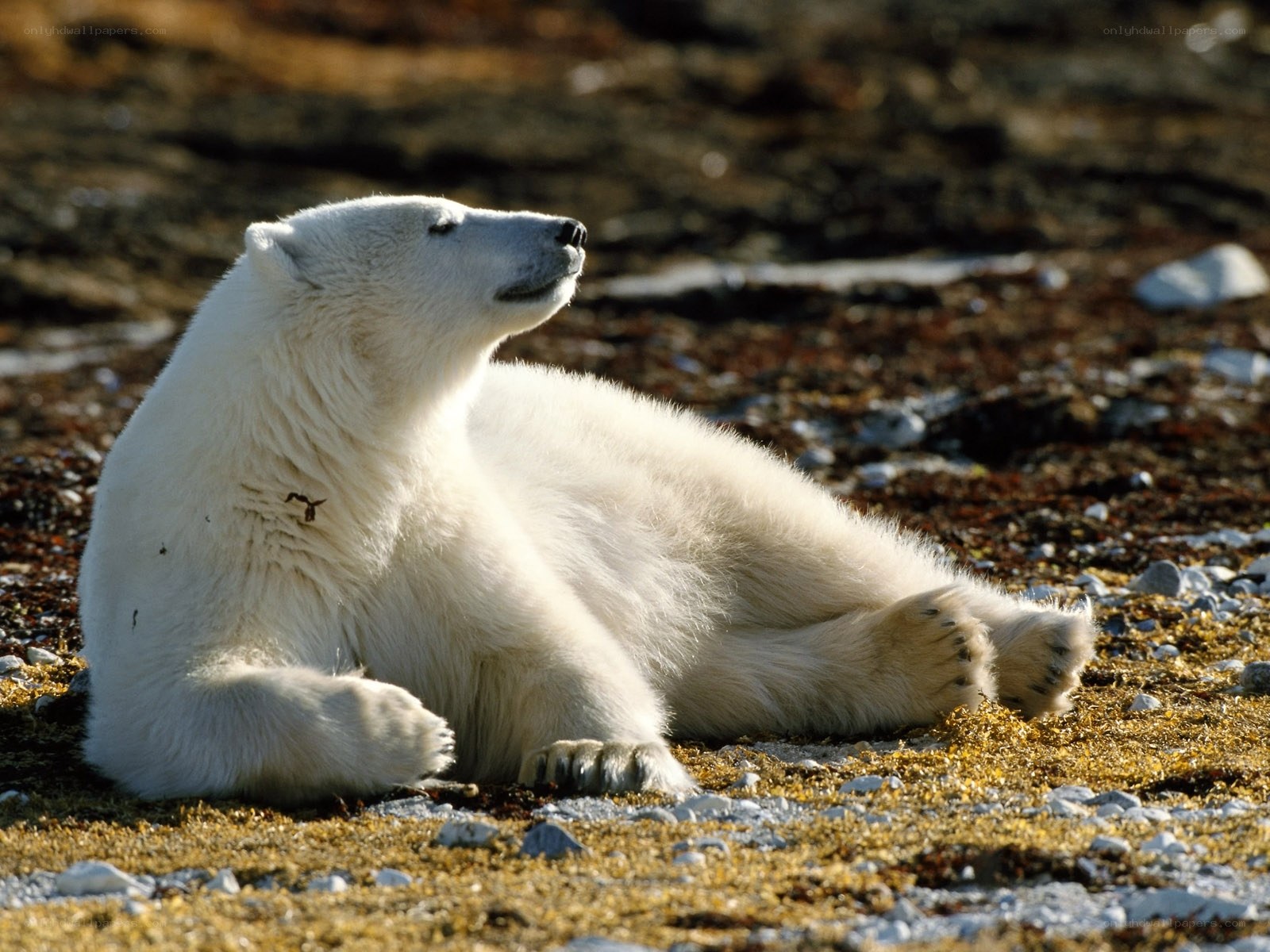 Polar bear resting on tundra
