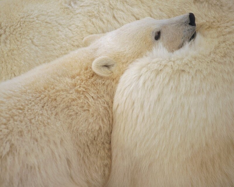 Polar bear resting peacefully