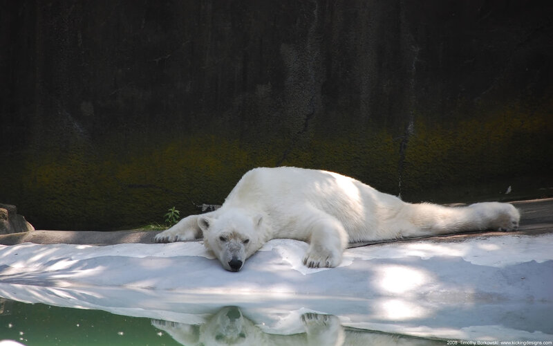 Polar Bear Resting