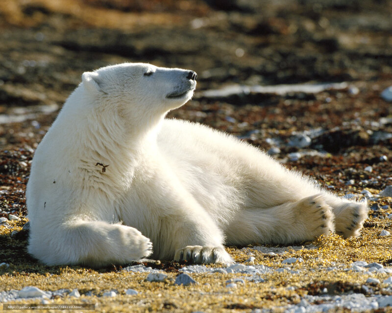 Polar Bear Resting — White, Calm, Afternoon