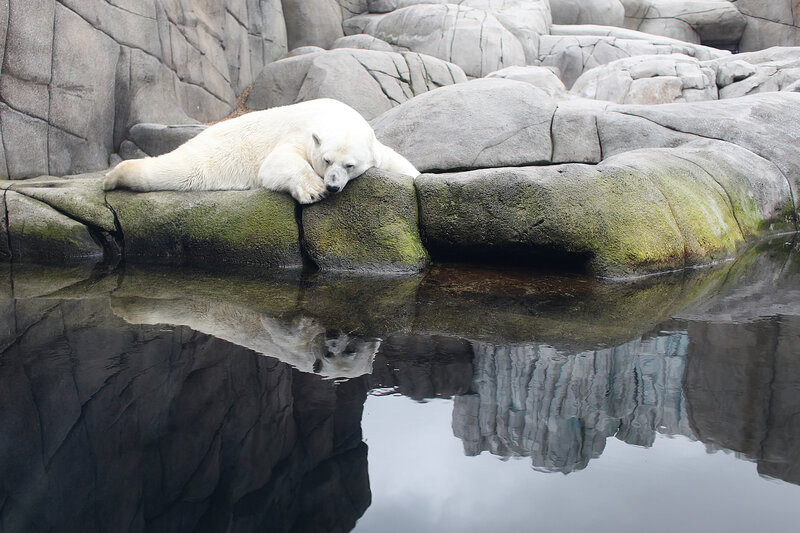 Polar Bear Resting — White, Calm, Photograph, Rocks