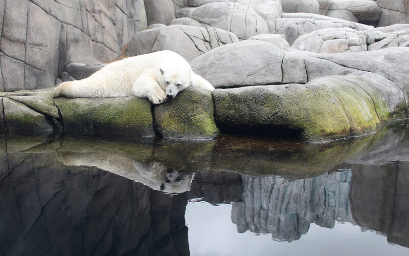 Polar Bear Resting — White, Calm, Photograph, Rocks, Water