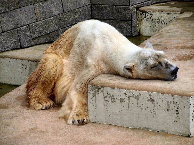 Polar Bear Resting — White, Calm, Photograph