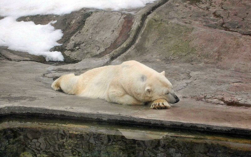 Polar Bear Resting — White, Calm, Winter
