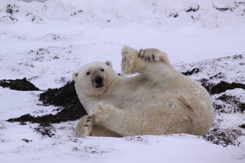 Polar bear rolling in snow