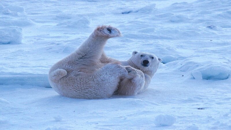 Polar Bear Rolling in Snow — White, Calm