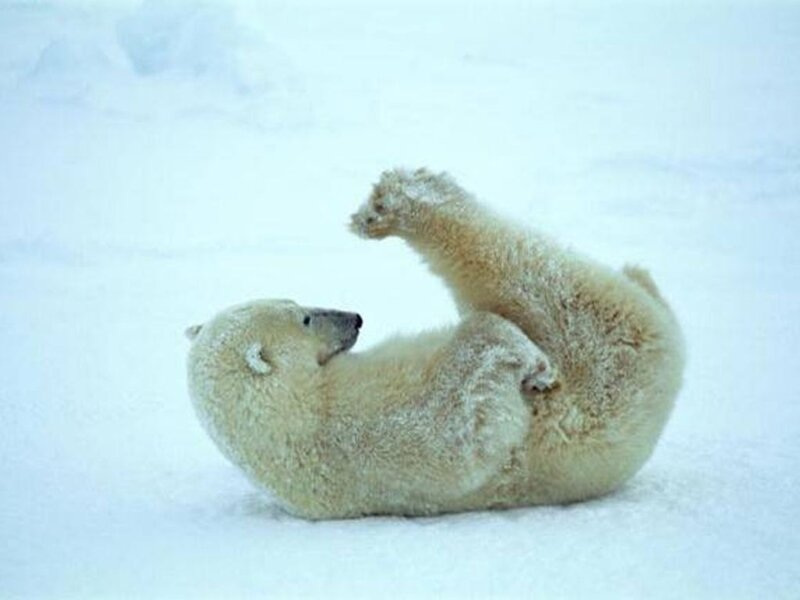 Polar Bear Rolling in Snow — White