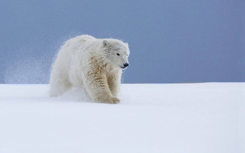Polar Bear Running