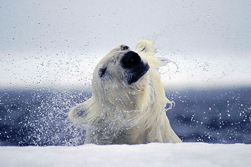 Polar bear shaking off water