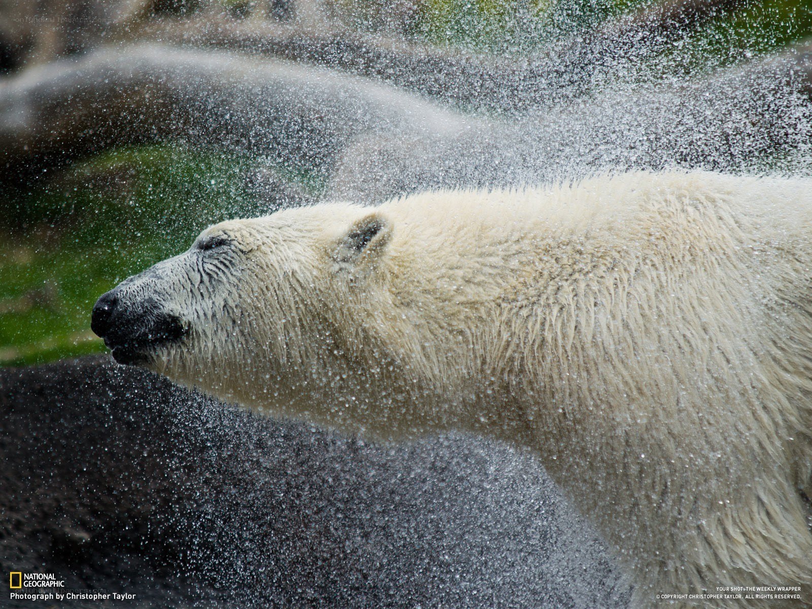 Polar bear shaking water