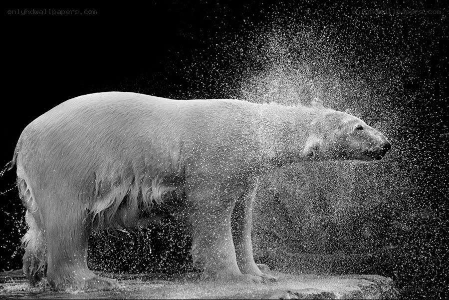 Polar bear shaking water