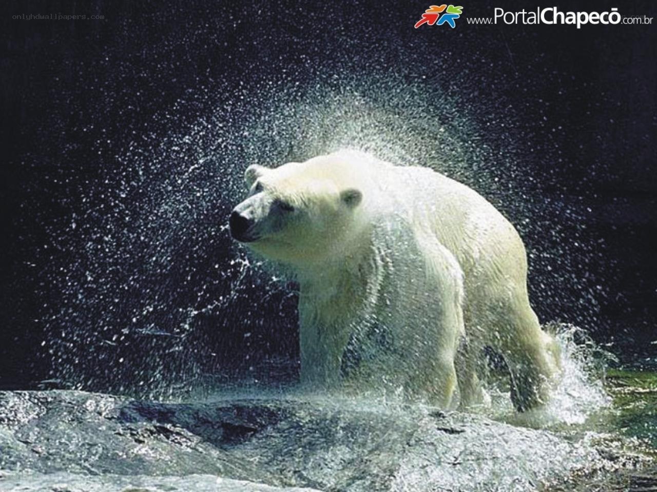 Polar bear shaking water