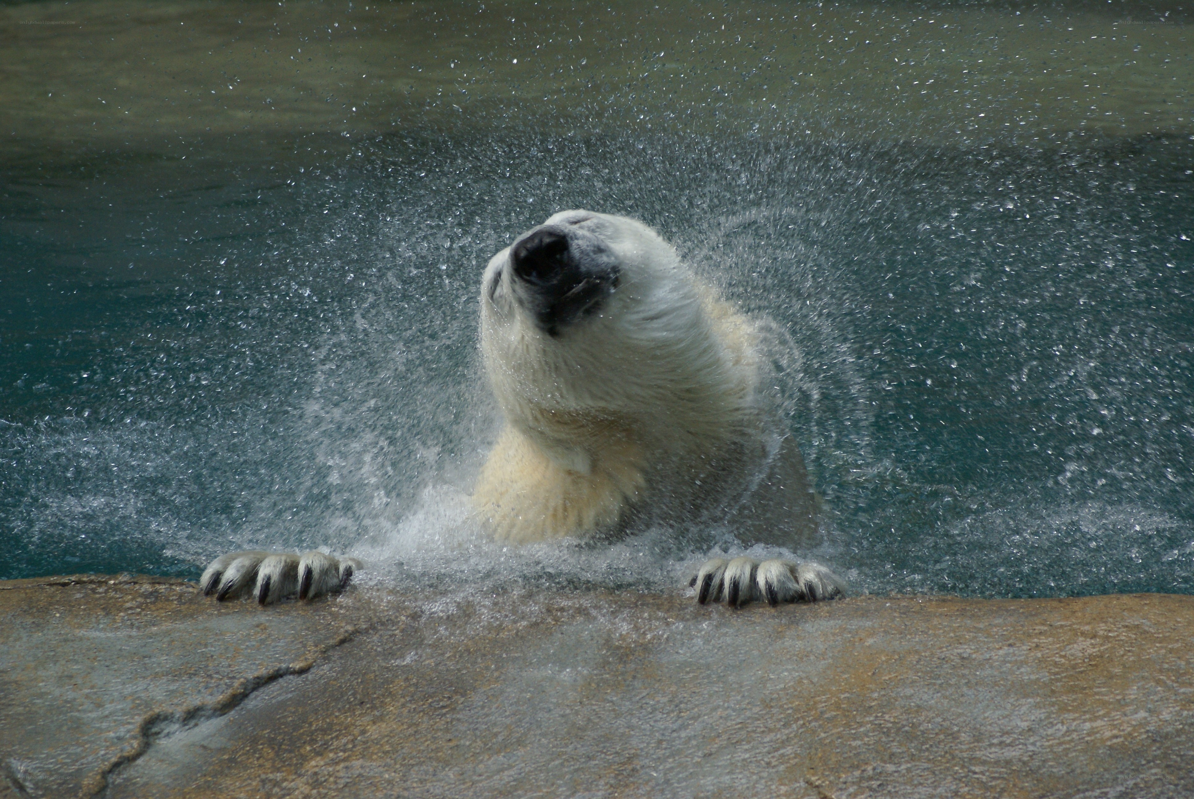 Polar bear shaking water