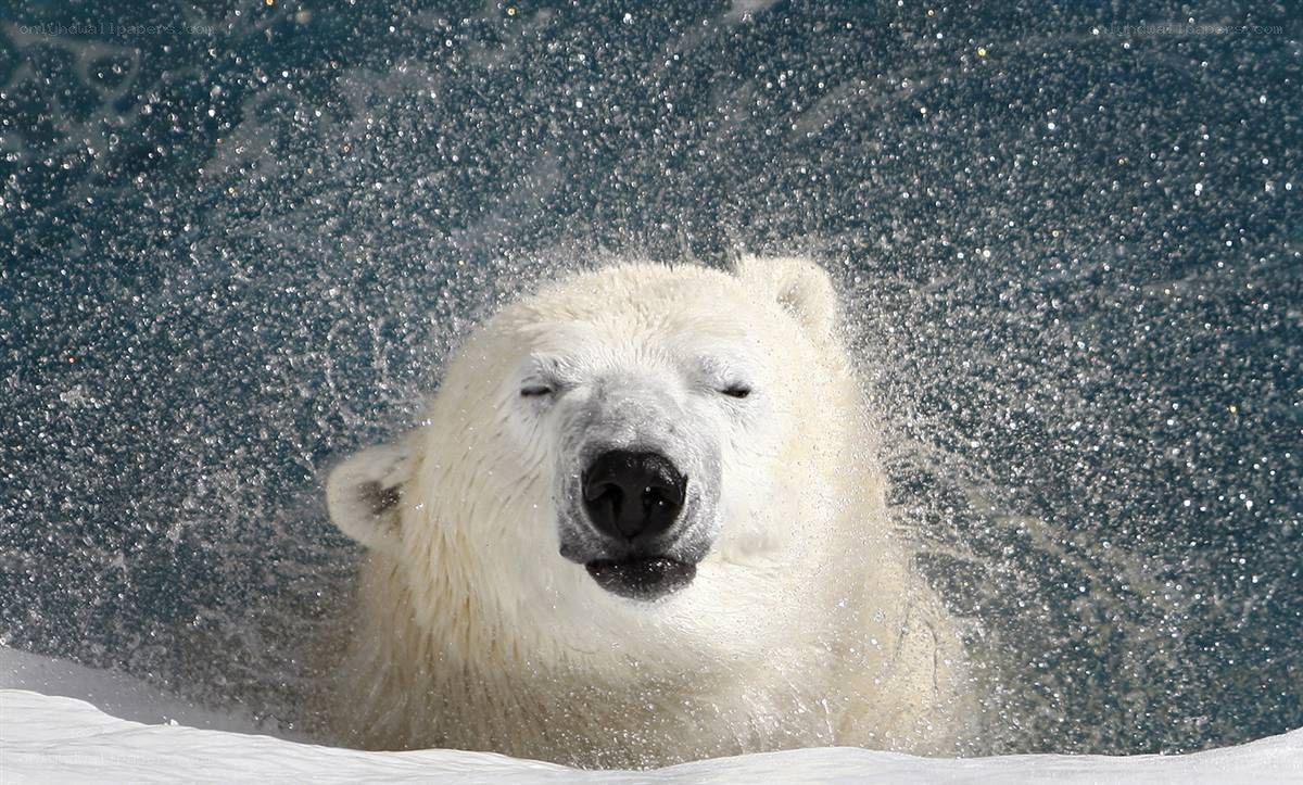 Polar bear shaking water