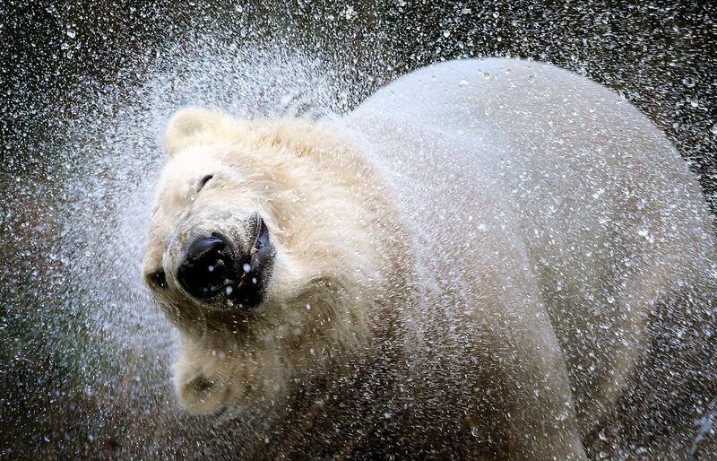 Polar Bear Shaking Water — White