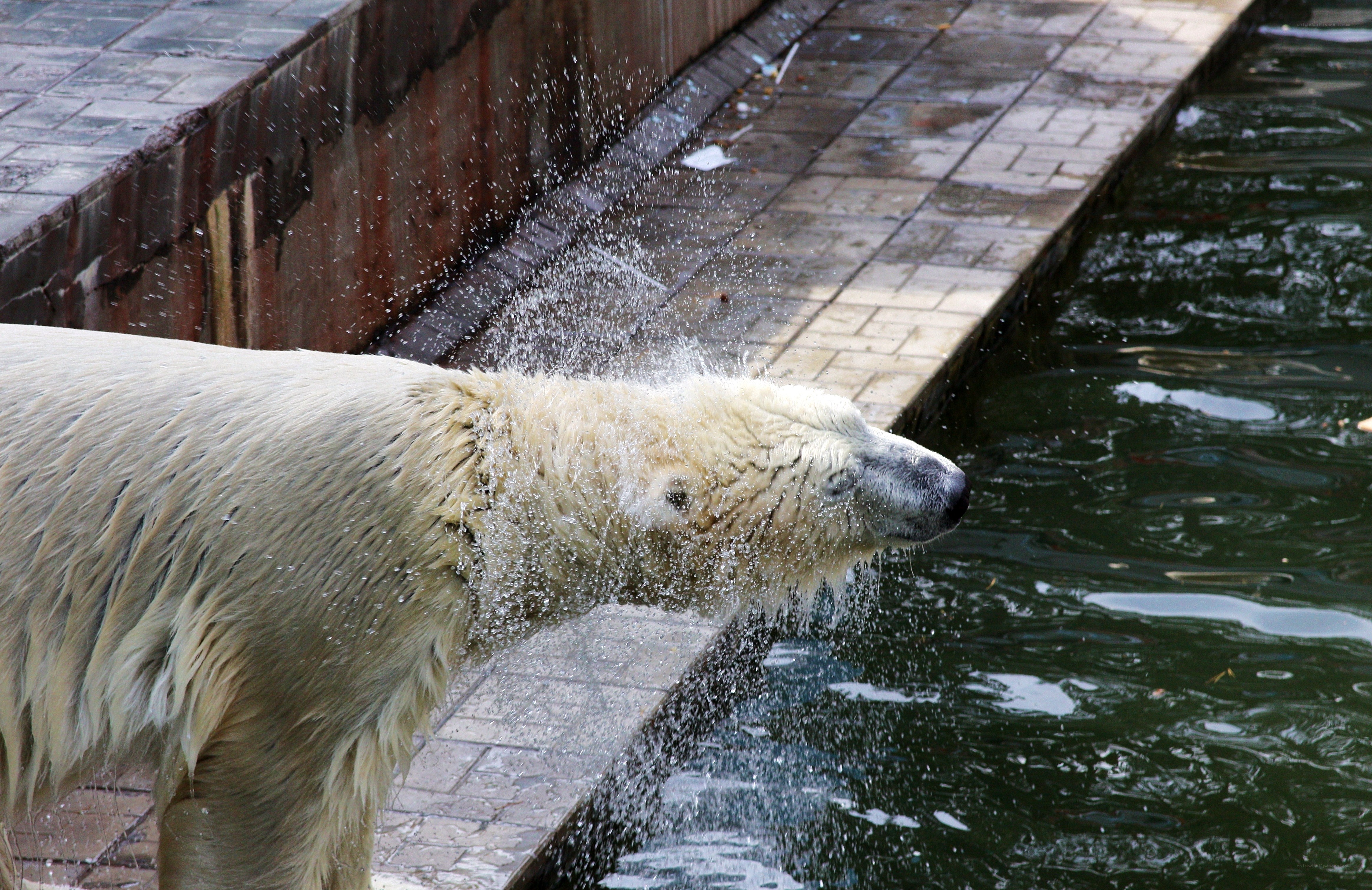 polar bear shaking water