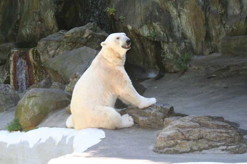 Polar bear sitting on rocks