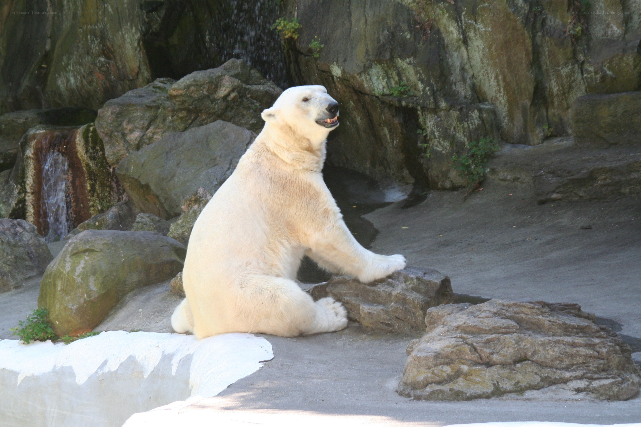 Polar bear sitting on rocks