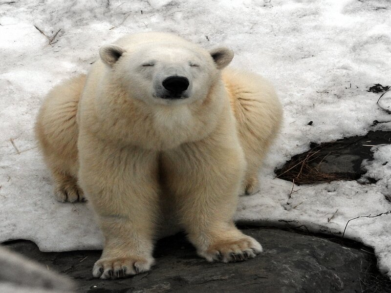 Polar Bear Sitting