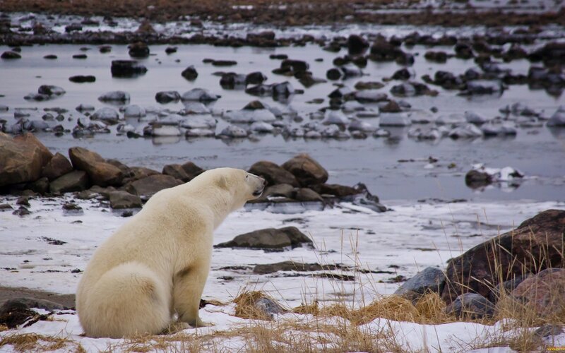Polar Bear Sitting — White