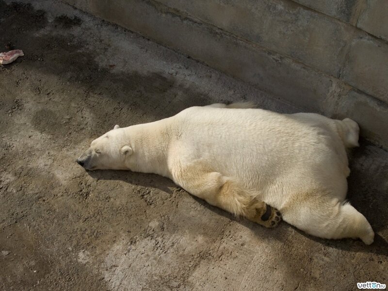 Polar Bear Sleeping — Afternoon