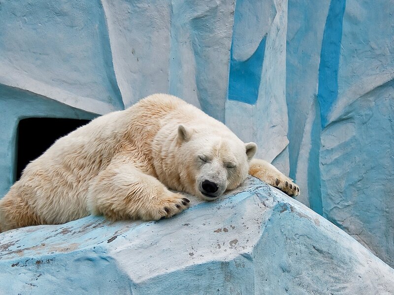 Polar Bear Sleeping — Blue, Calm, Photograph